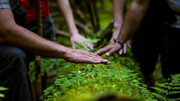 Erlebnis Wald - Unser Wald bietet viele spannende Naturphänomene, die darauf warten entdeckt zu werden