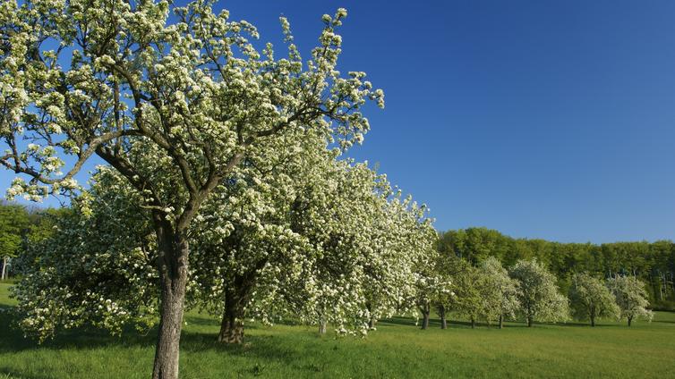 Streuobstwiese in voller Blüte