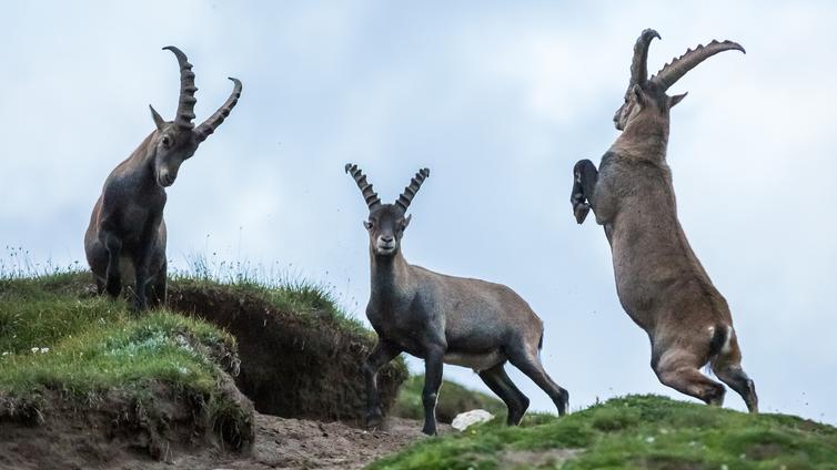 Steinbockbeobachtung im Nationalpark Hohe Tauern