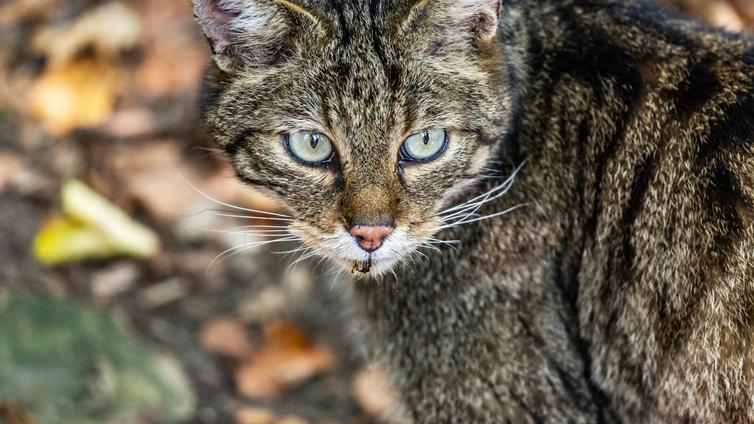 Wildkatze © NP Thayatal, Claudia Ebner Wildkatze
