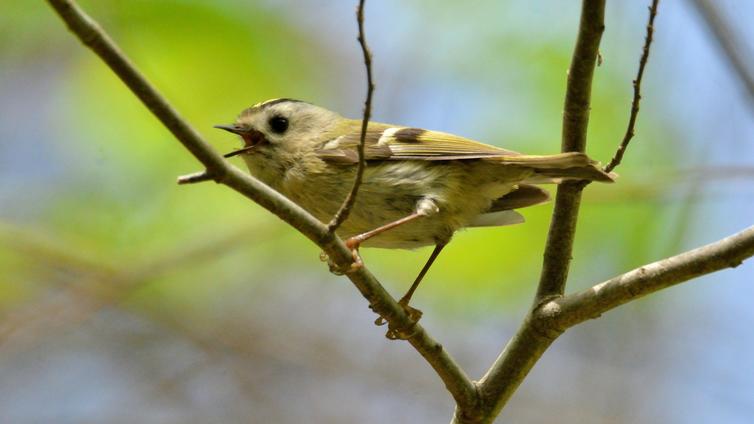 Wintergoldhähnchen singend auf einem dünnen Ast