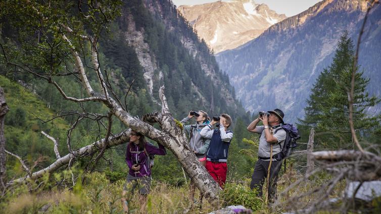 Dem Rotwild auf der Spur im Mallnitzer Seebachtal