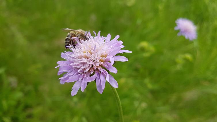 Biene auf Blume