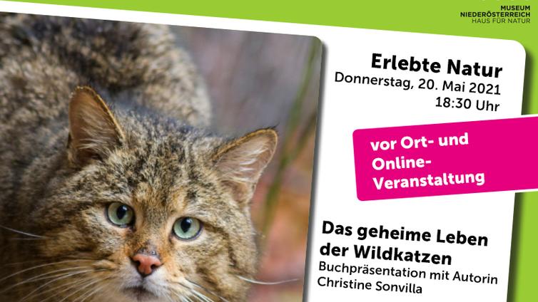 Veranstaltung im Museum Niederösterreich © NÖ Museum Betriebs GmbH, Foto: ©Marc Graf Erlebte Natur: Das geheime Leben der Wildkatzen