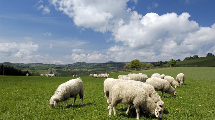 © ARGE Naturparke Erlebnistag Bauernhof