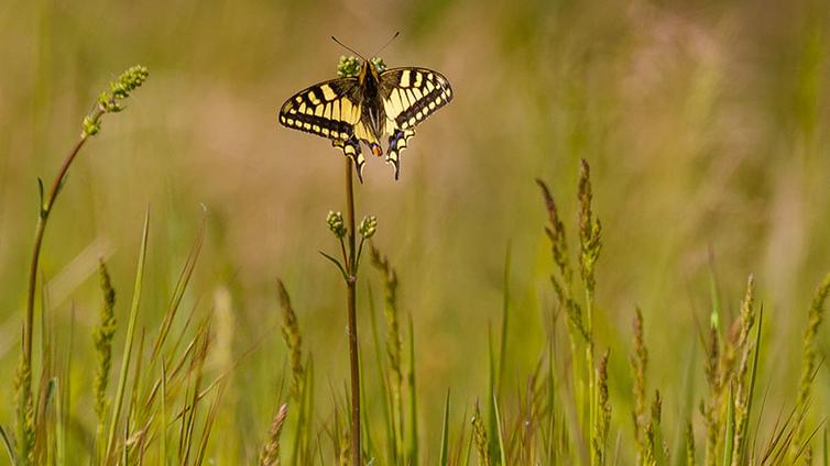 Schmetterlinge