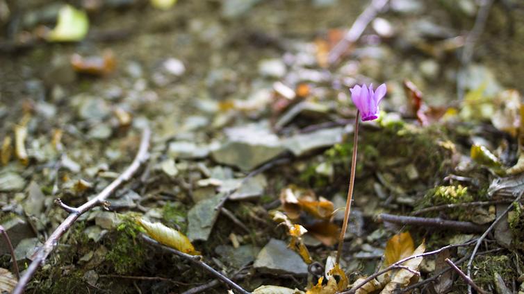© BPWW/B. Wolff lila Blüte im Waldboden