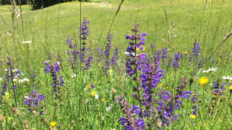 Naturpark Tiroler Lech