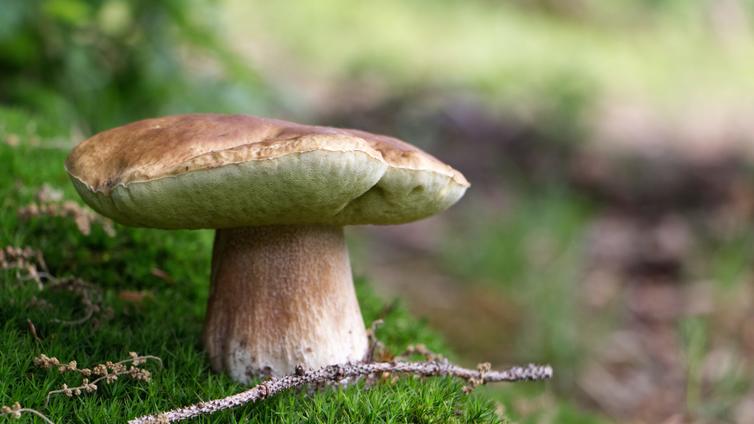 Nahaufnahme von Pilz auf grünem Moosboden © Stefan Marxer Nahaufnahme von Pilz auf grünem Moosboden
