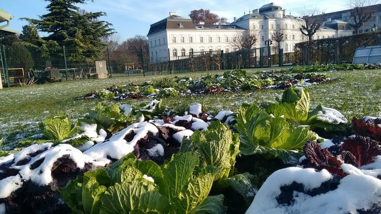 Schneebedecktes Wintergemüse auf Beeten auf der City Farm Augarten 