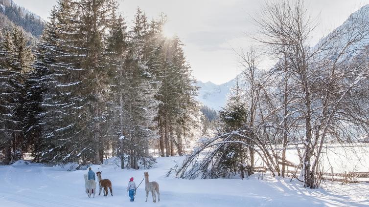 Winterwandern mit Alpakas