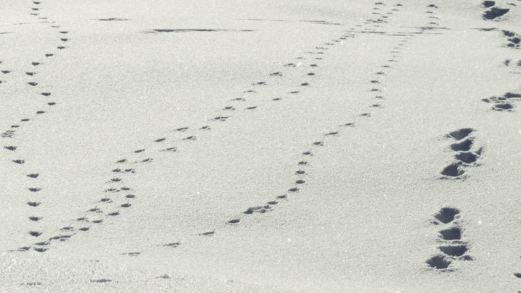 Fährten von Wildtieren © Naturpark Sölktäler Fährten von Wildtieren