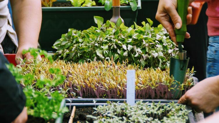 Jungpflanzen und Keimlinge in Pflanzschalen und Hände mit Schaufeln 