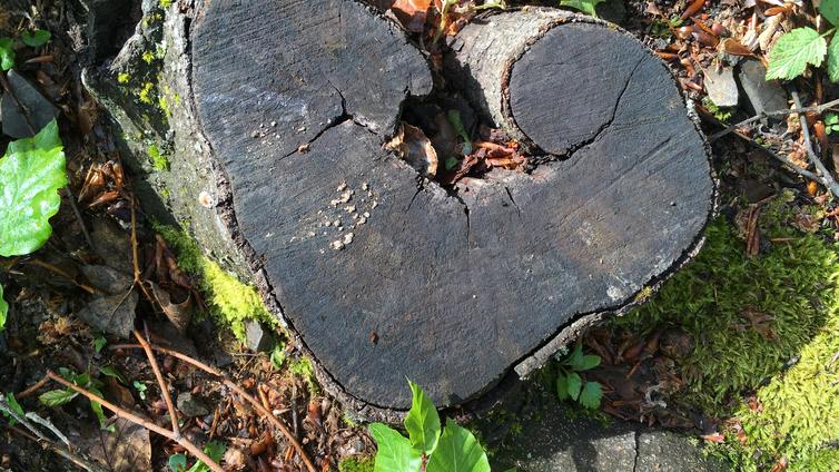 © Naturpark Purkersdorf Ein Herz für den Naturpark