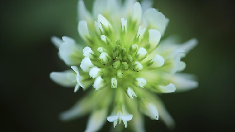 © C. Grasl weiße Blüte