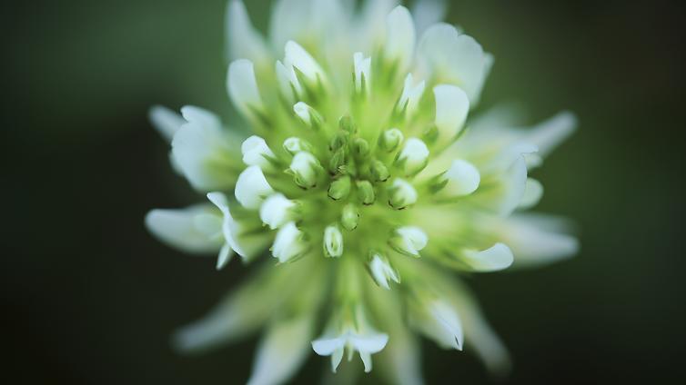 weiße Blüte