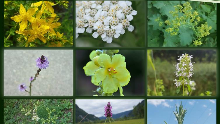 © C. Grasl Bilder Collage von Sonnwendkräuter
