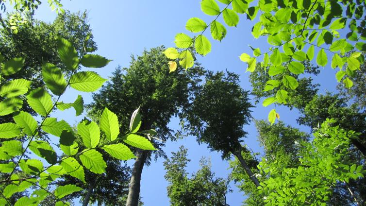 Wald entspannt