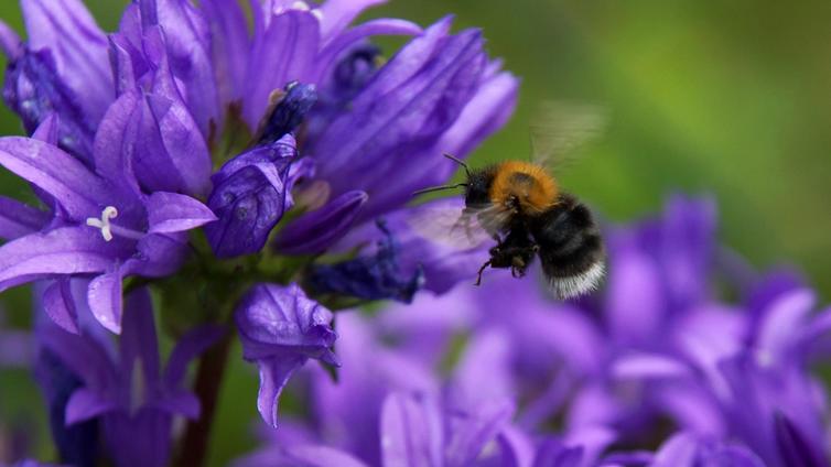 Hummel bei Knäuel-Glockenblume 