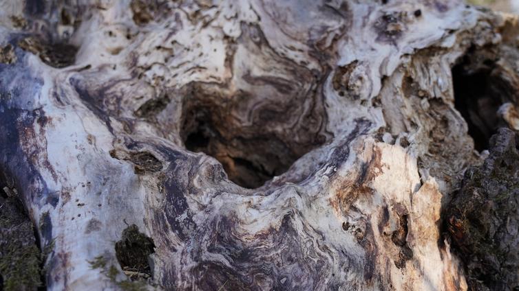 Lebensraum Baum © MA49-Schopper Alter Baum