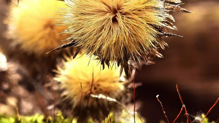 Farbenpracht im Herbst © MA49-Winter Herbstvegetation