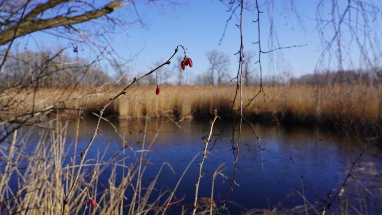 Wasseridylle © MA49-Schopper Wasserfläche in der Lobau