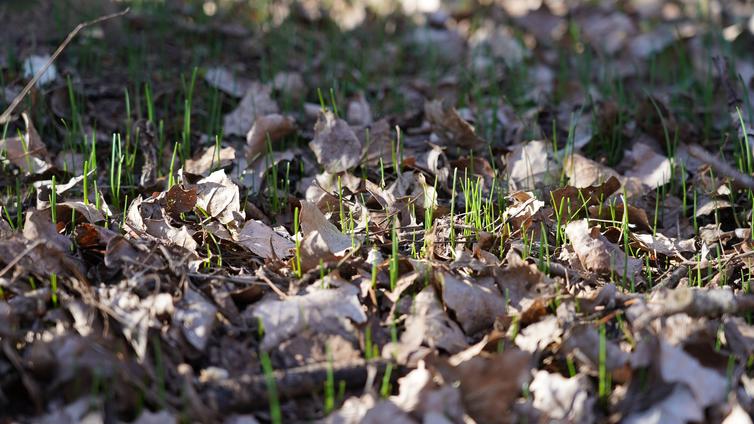 Sprießende Kräuter am Waldboden