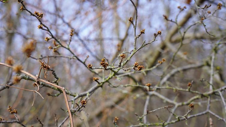 Knospen