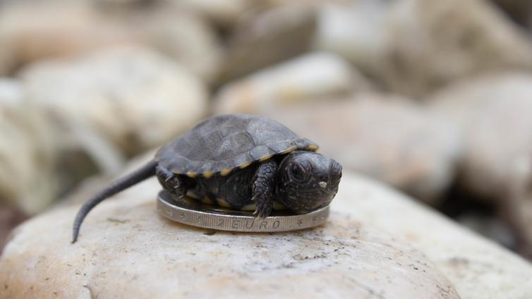 Schildkrötenbaby © MA49-Berthold Schildkrötenbaby