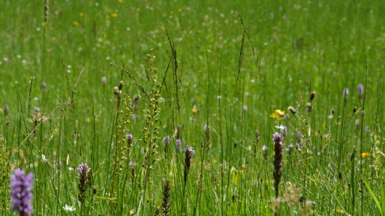 Biotopexkursion – Kleinod Lebensraum Moor in der Kernzone Tiefenwald © Monika Bischof Biotopexkursion – Kleinod Lebensraum Moor in der Kernzone Tiefenwald