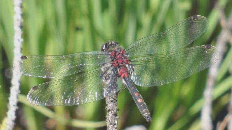 Libelle © H. Strohmeyer Libelle