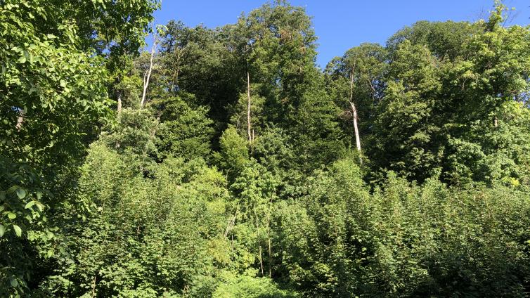 Grüne Bäume im Lainzer Tiergarten