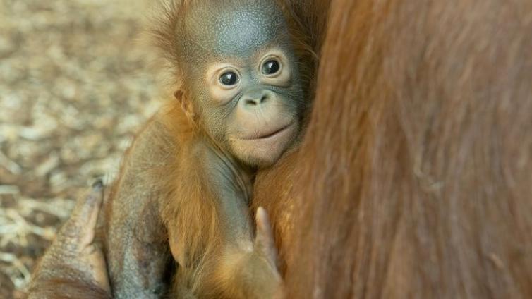 Orang-Utan Jungtier im Tiergarten Schönbrunn © Daniel Zupanc Orang-Utan Jungtier mit Mutter