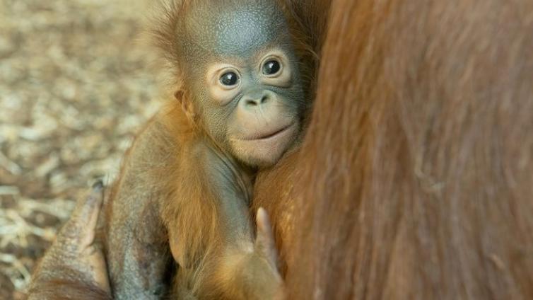 Orang-Utan Jungtier mit Mutter