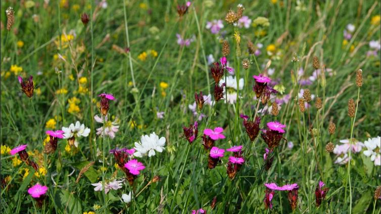 Blumenwiese im Begrischpark