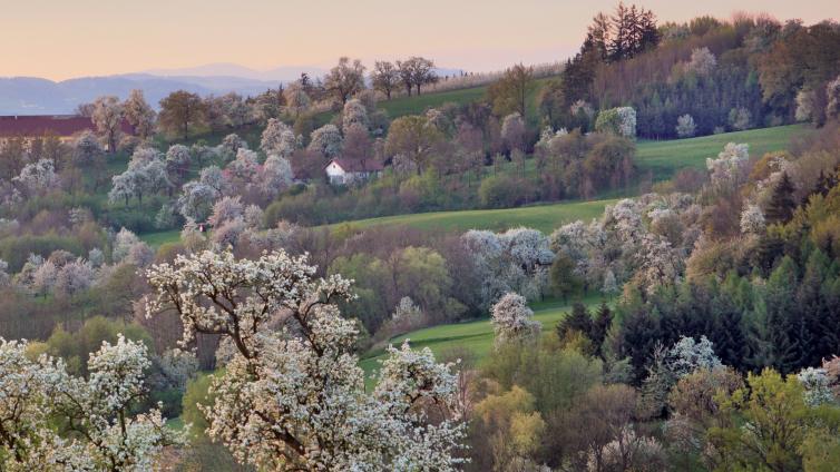 Obstbaumblüte in Scharten