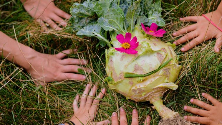 Sechs Kinderhände neben Kohlrabi auf Wiese