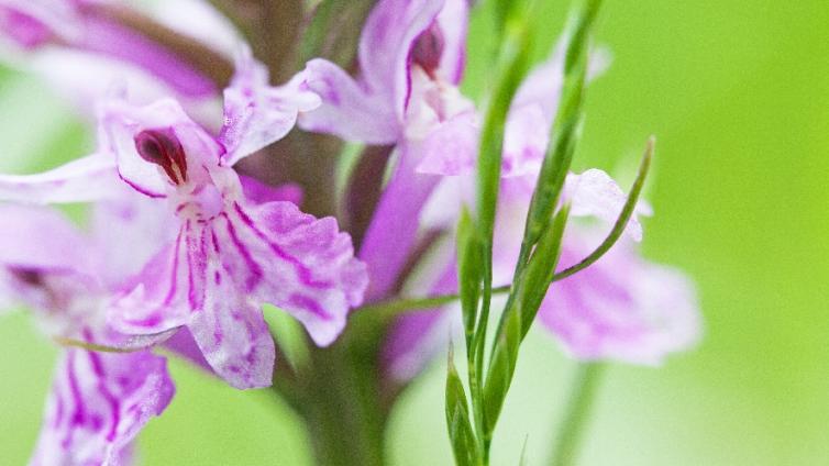 © M. Gross Orchideenblüten