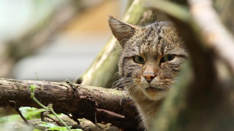 Wildkatze