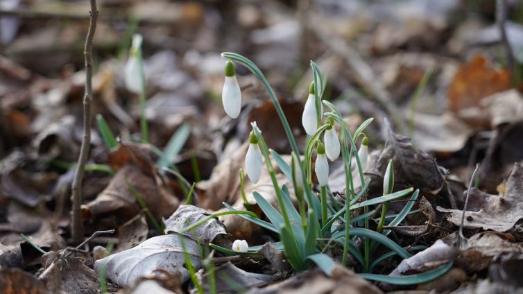 Schneeglöckchen gehören zu den ersten Frühlingsboten © MA49-Schopper Schneeglöckchen in der Lobau