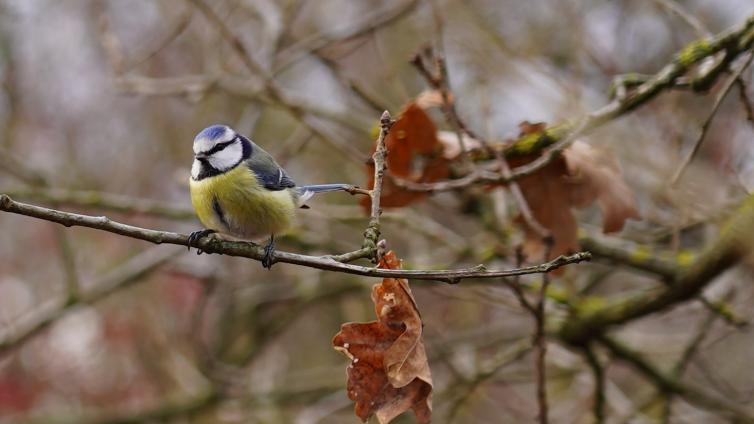 Blaumeise im Baum