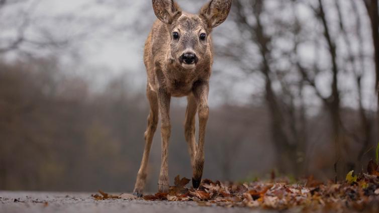 Wildtieren auf der Spur