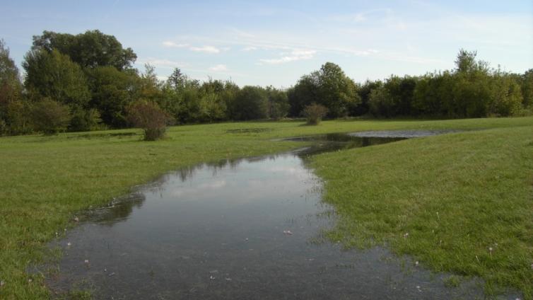 © © G. Pfundner Pischelsdorfer Fischawiesen