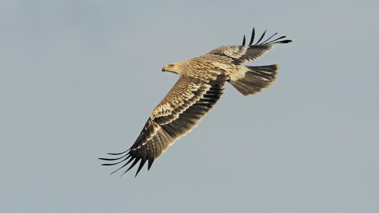 Kaiseradler