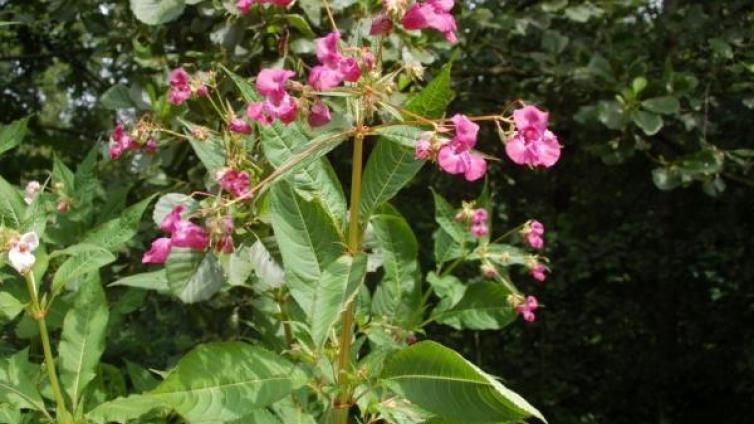 Drüsiges Springkraut