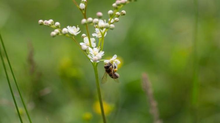 © BPWW/N. Novak Blume mit Hummel