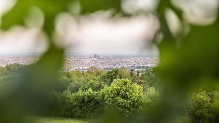 Stadt durch Blatt fotografiert