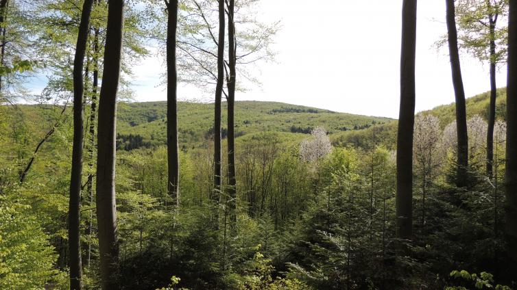 Mischwald mit blühenden Bäumen im Frühling