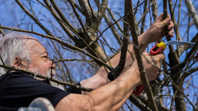 Obstbaumschnitt im Naturpark Ötscher-Tormäuer