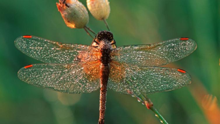 Heidelibelle